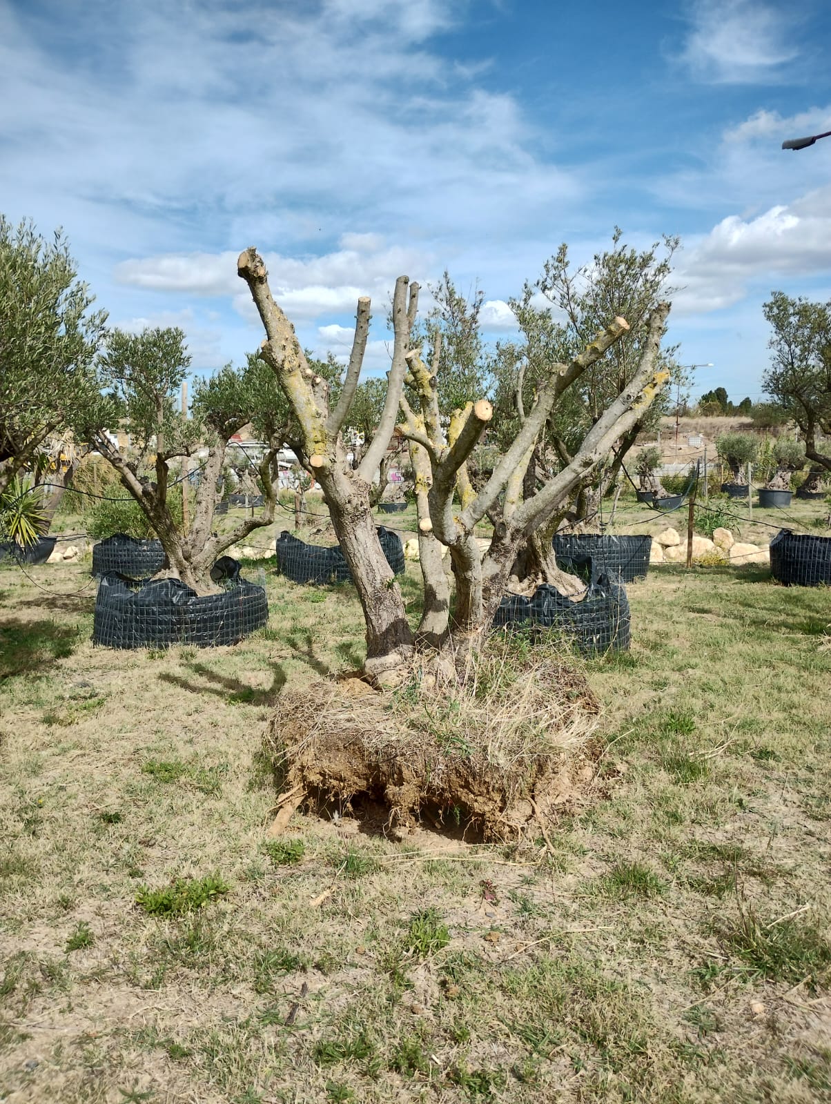 Cliquez pour agrandir